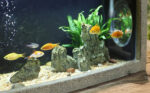 Fontaine décorative avec habitat pour poissons