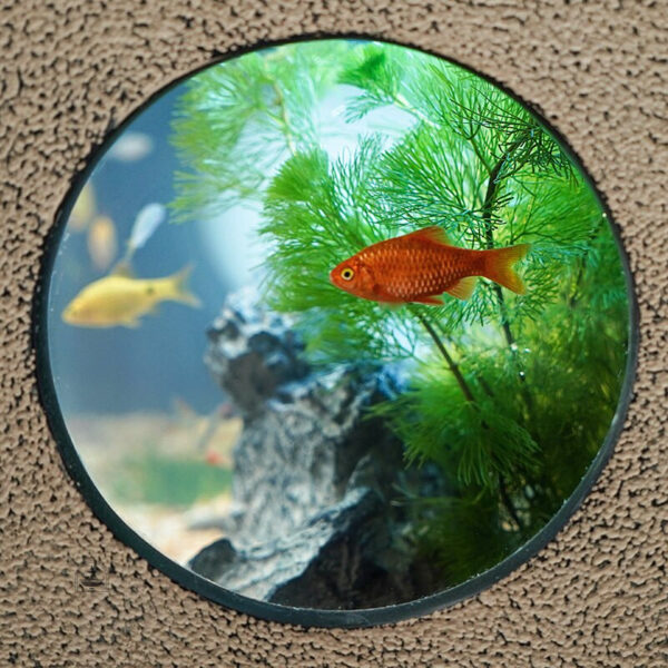 Élément aquatique : fontaine avec aquarium pratique