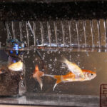 Accessoire décoratif : fontaine aquatique avec poissons