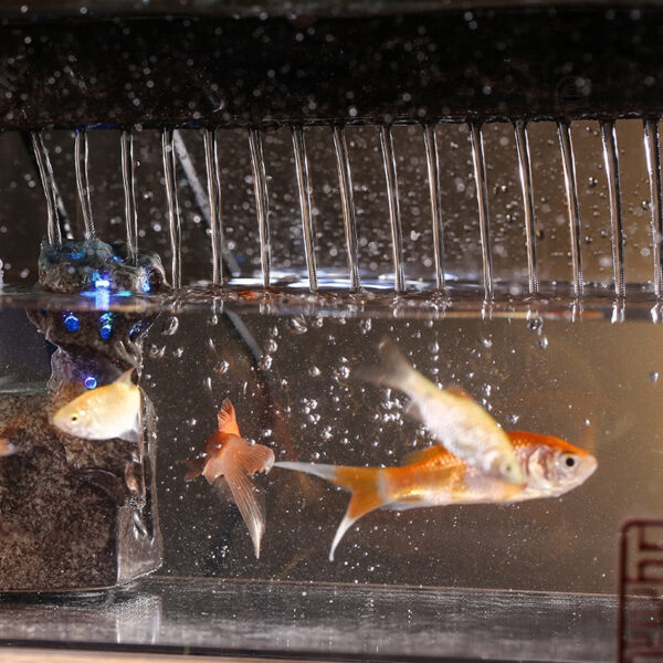 Accessoire décoratif : fontaine aquatique avec poissons