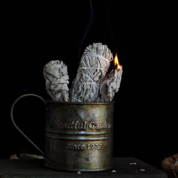 Sauge Blanche à brûler, une tradition spirituelle ancestrale